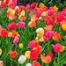 Jewel-Toned Tulips by photogypsy