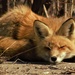 Mr Fox by radiogirl