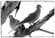 24th Apr 2020 - Two Doves