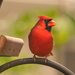 Mr Cardinal at the Feeder! by rickster549