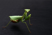 19th Apr 2020 - Preying mantis