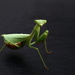 Preying mantis by suez1e