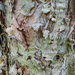 Melaleuca Bark (Paperbark) by onewing