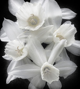 25th Apr 2020 - floral white