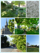 25th Apr 2020 - Churchyard to Bowling Green