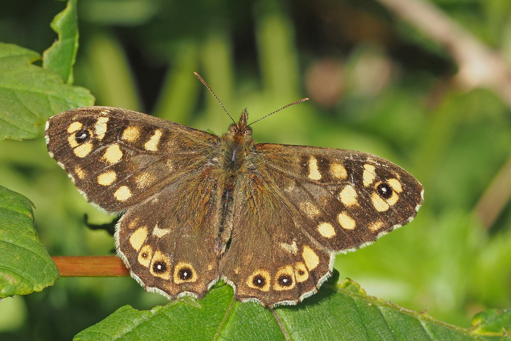 Speckled Wood butterfly (Pararge aegeria). by philhendry