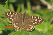 25th Apr 2020 - Speckled Wood butterfly (Pararge aegeria).