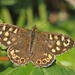 Speckled Wood butterfly (Pararge aegeria). by philhendry