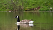 25th Apr 2020 - Enjoying the pond