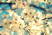 25th Apr 2020 - Blossoms 25