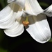 Last bloom by sandlily