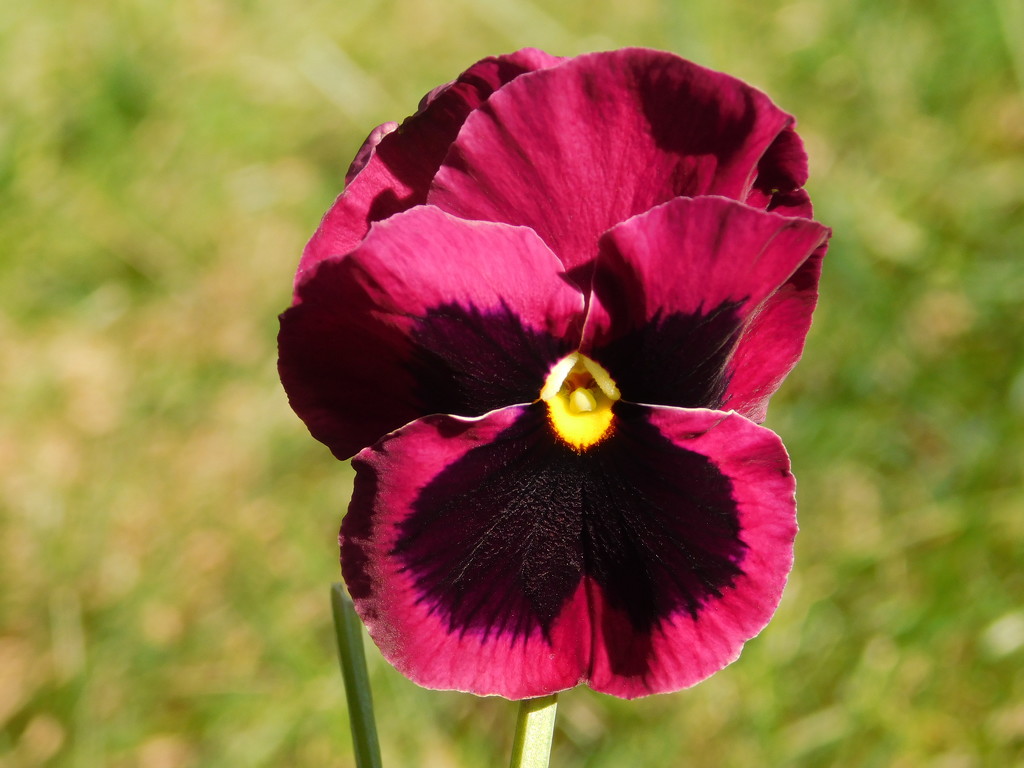 A cheerful Pansy today by 365anne