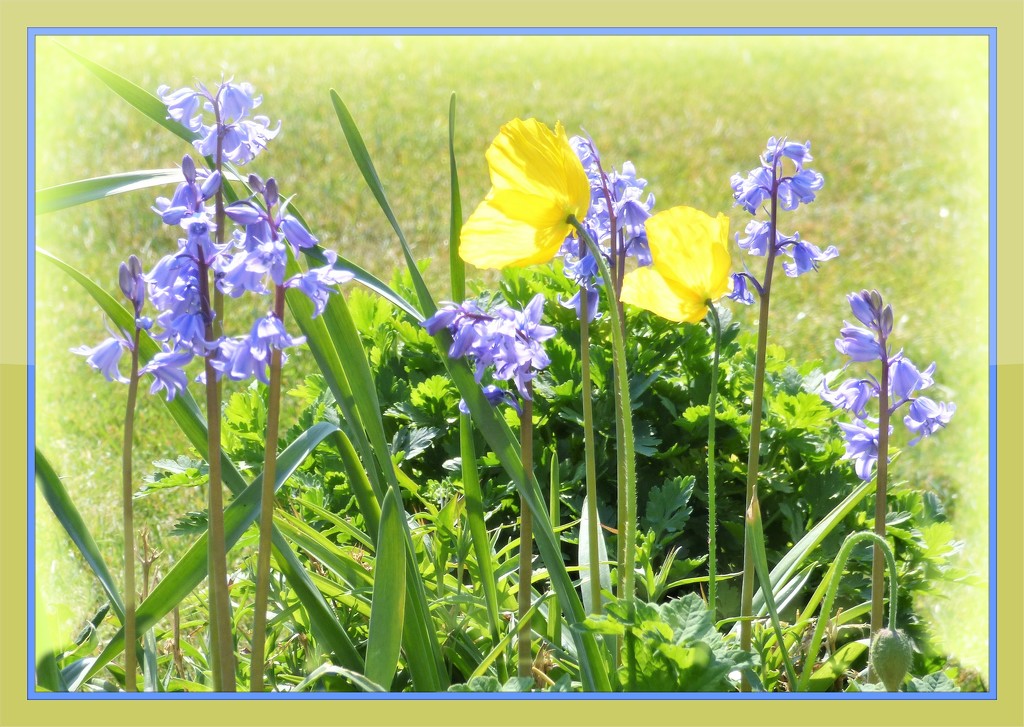 Bluebells and Welsh Poppies  by beryl