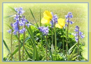 25th Apr 2020 - Bluebells and Welsh Poppies 