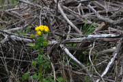 25th Apr 2020 - Butterweed