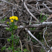 Butterweed by lsquared