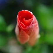 27th Apr 2020 - Red rose
