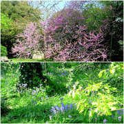 25th Apr 2020 - B is for Blossom & Bluebells
