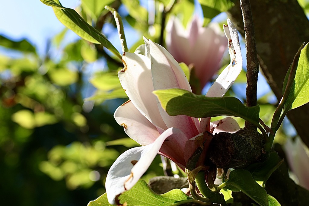 Teatime Magnolia by carole_sandford