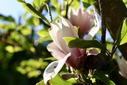 25th Apr 2020 - Teatime Magnolia