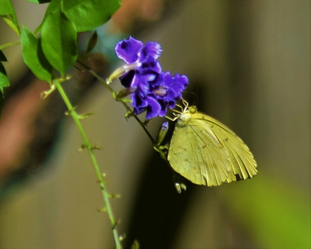 Common Grass Yellow Butterfly ~   by happysnaps