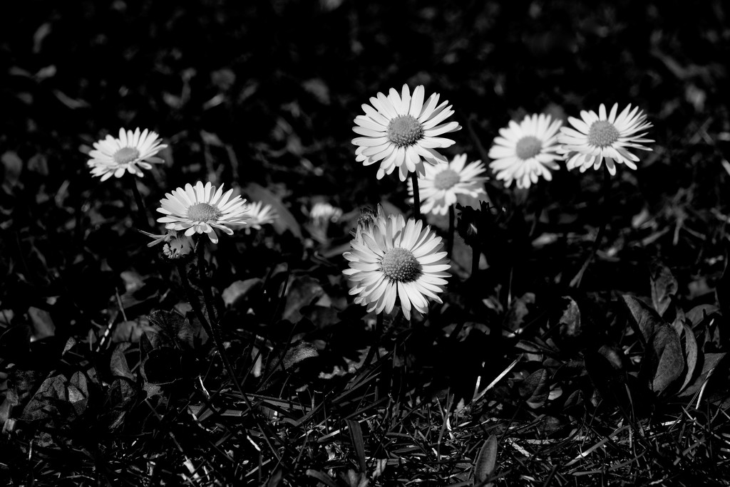 DAISY CHAIN OF EVENTS - DAY 25 by markp