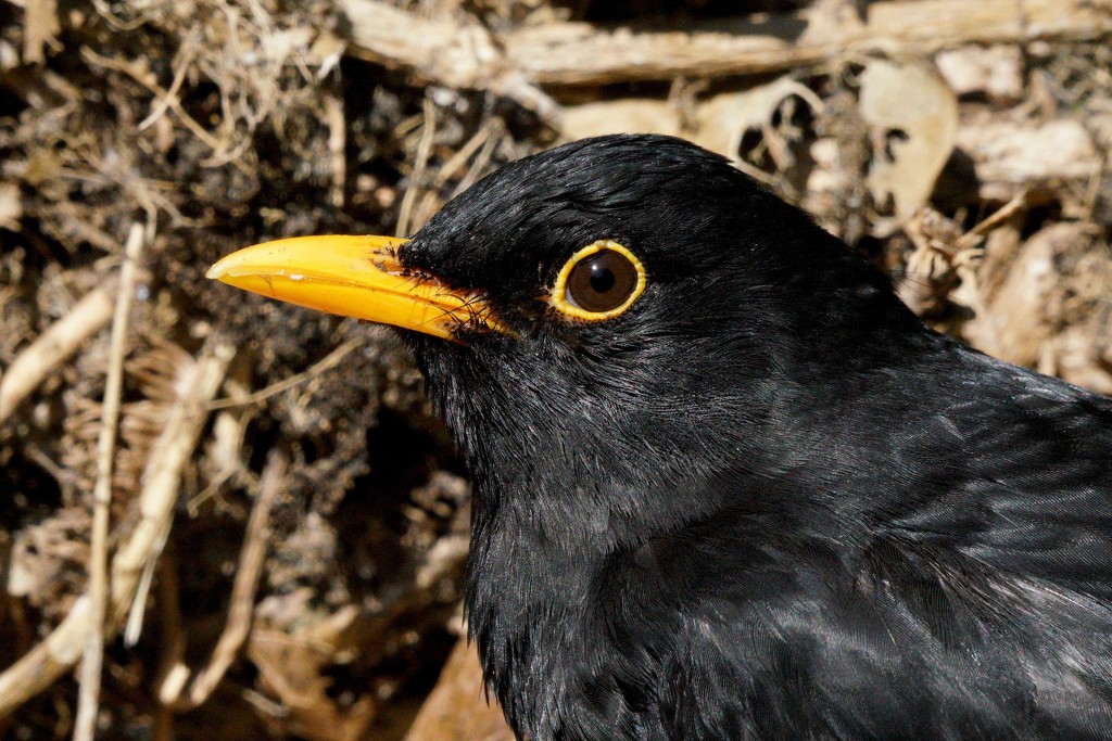 BLACKBIRD PORTRAIT by markp