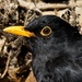 BLACKBIRD PORTRAIT by markp