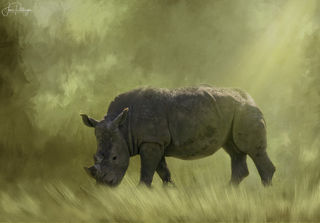 Rhino Grazing by jgpittenger