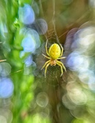 26th Apr 2020 - 2 mm spider. 
