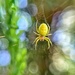2 mm spider.  by cocobella