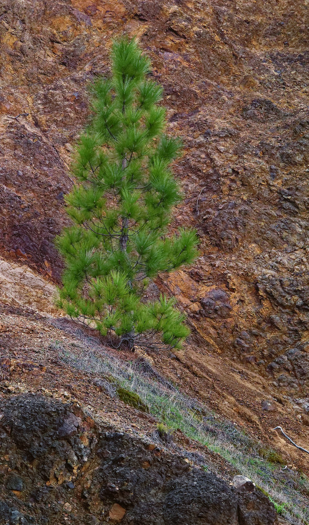 0425 - Trail of the lonesome pine by bob65