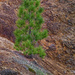 0425 - Trail of the lonesome pine by bob65
