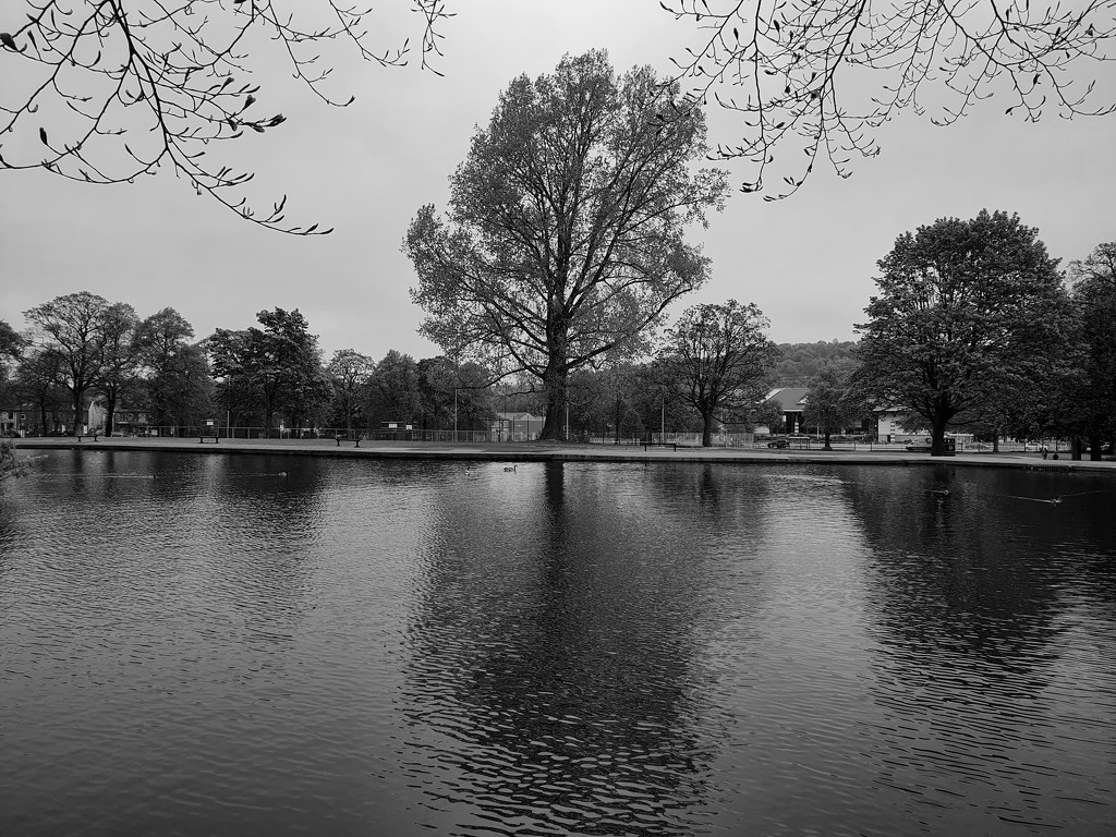 Black and white pond  by isaacsnek