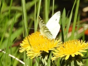 24th Apr 2020 - Green Veined White