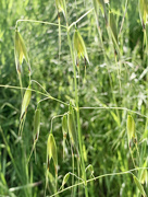 25th Apr 2020 - Danthonia californica aka California oatgrass
