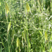 Danthonia californica aka California oatgrass by shookchung