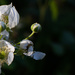 Blackberry blooms... by thewatersphotos
