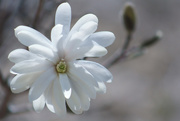 25th Apr 2020 - Magnolia Bloom