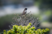 25th Apr 2020 - Spotted Towhee