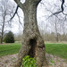 Tree Man Shelters Blooms by ggshearron