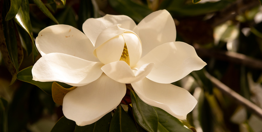 Magnolia Bloom! by rickster549