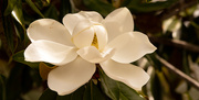 25th Apr 2020 - Magnolia Bloom!