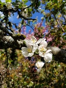 25th Apr 2020 - Apple Blossoms