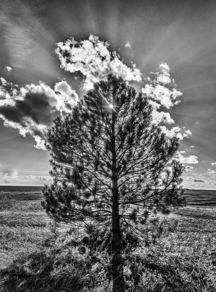 high contrast tree by aecasey