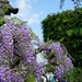wisteria and sunshine by quietpurplehaze