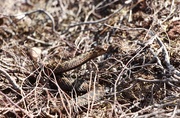 26th Apr 2020 - Watch out, the adders are out!