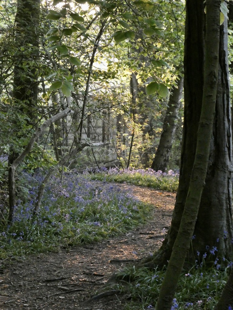 The bluebell wood by orchid99