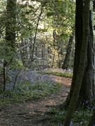 26th Apr 2020 - The bluebell wood