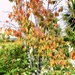 autumnal by maggiemae